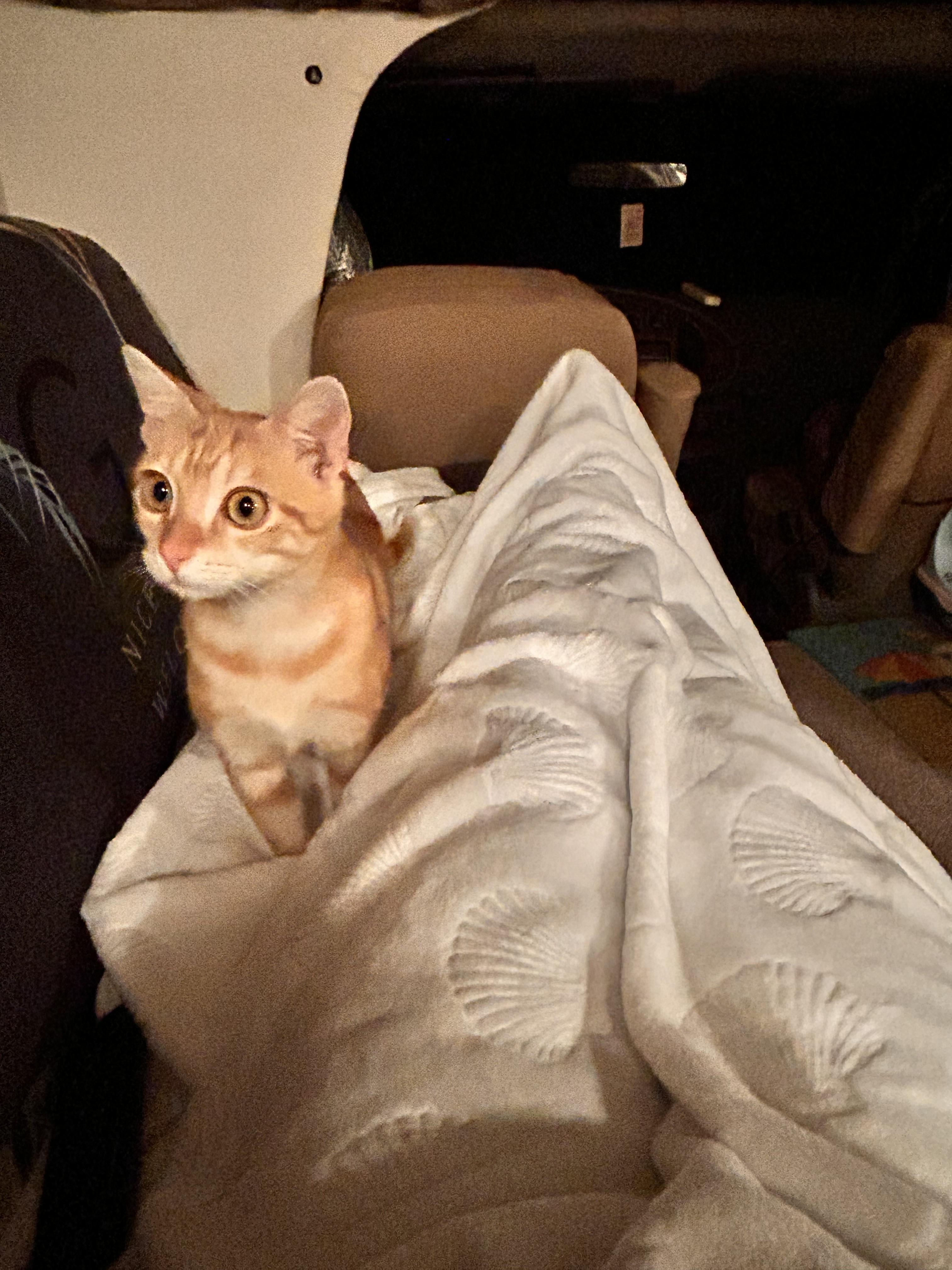 Enlarge Toaster oven (friends with little babe) , a Adoptable Domestic Short Hair in Tampa, FL image 4/5