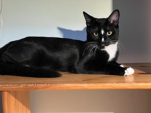 Enlarge Scorch, a Adoptable Domestic Short Hair in Beltsville, MD image 1/6