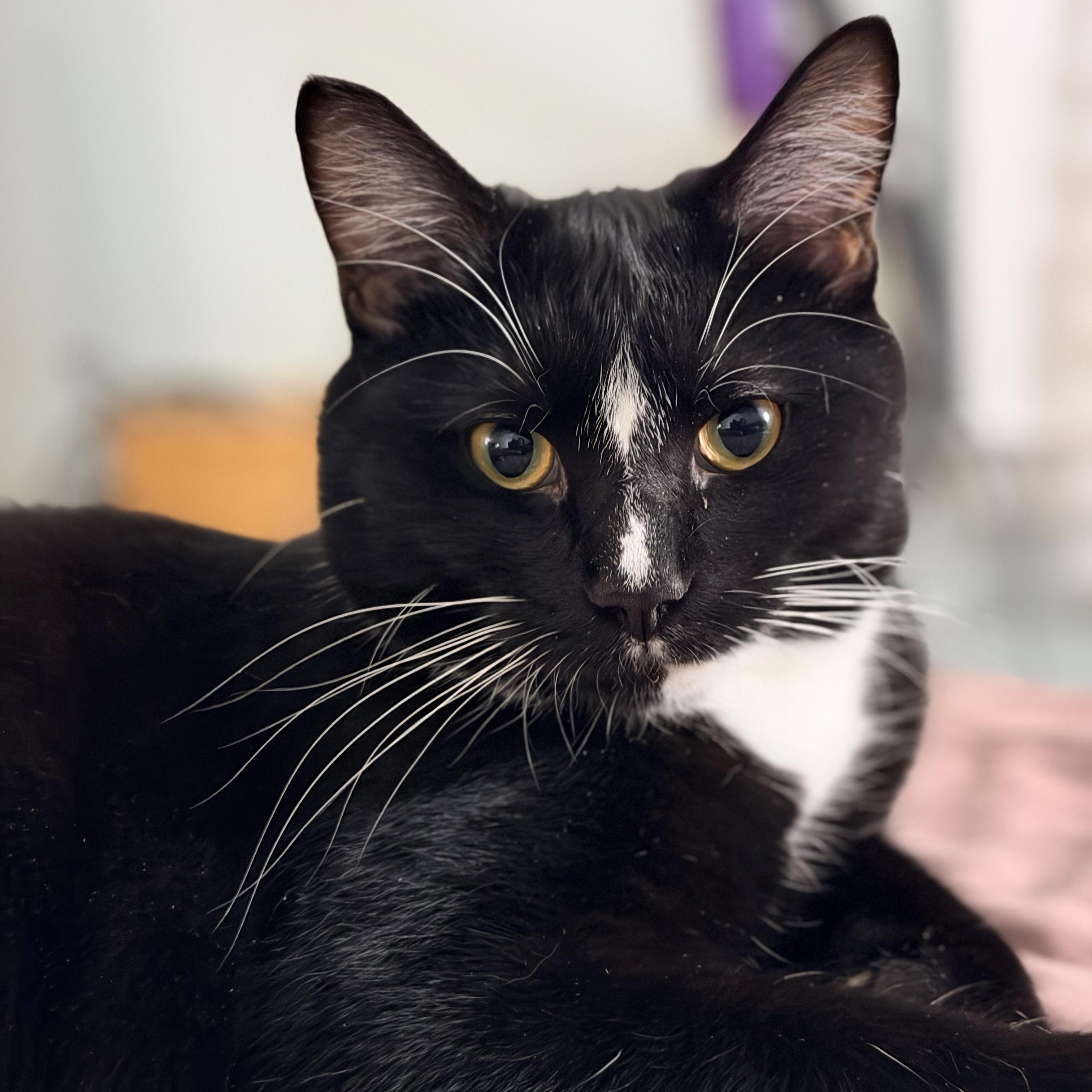 Scorch, a Adoptable Domestic Short Hair in Beltsville, MD image 4/6