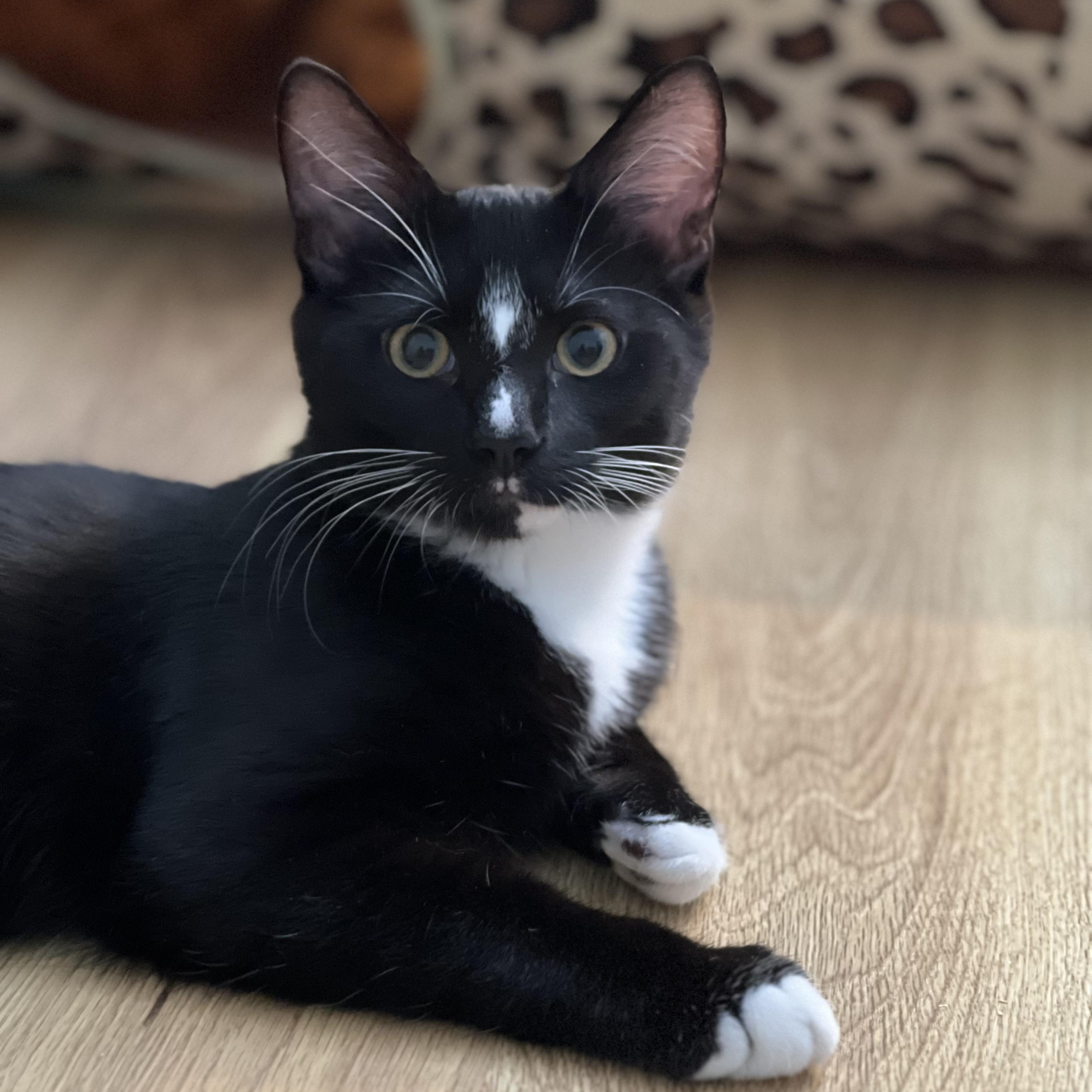 Enlarge Scorch, a Adoptable Domestic Short Hair in Beltsville, MD image 5/6