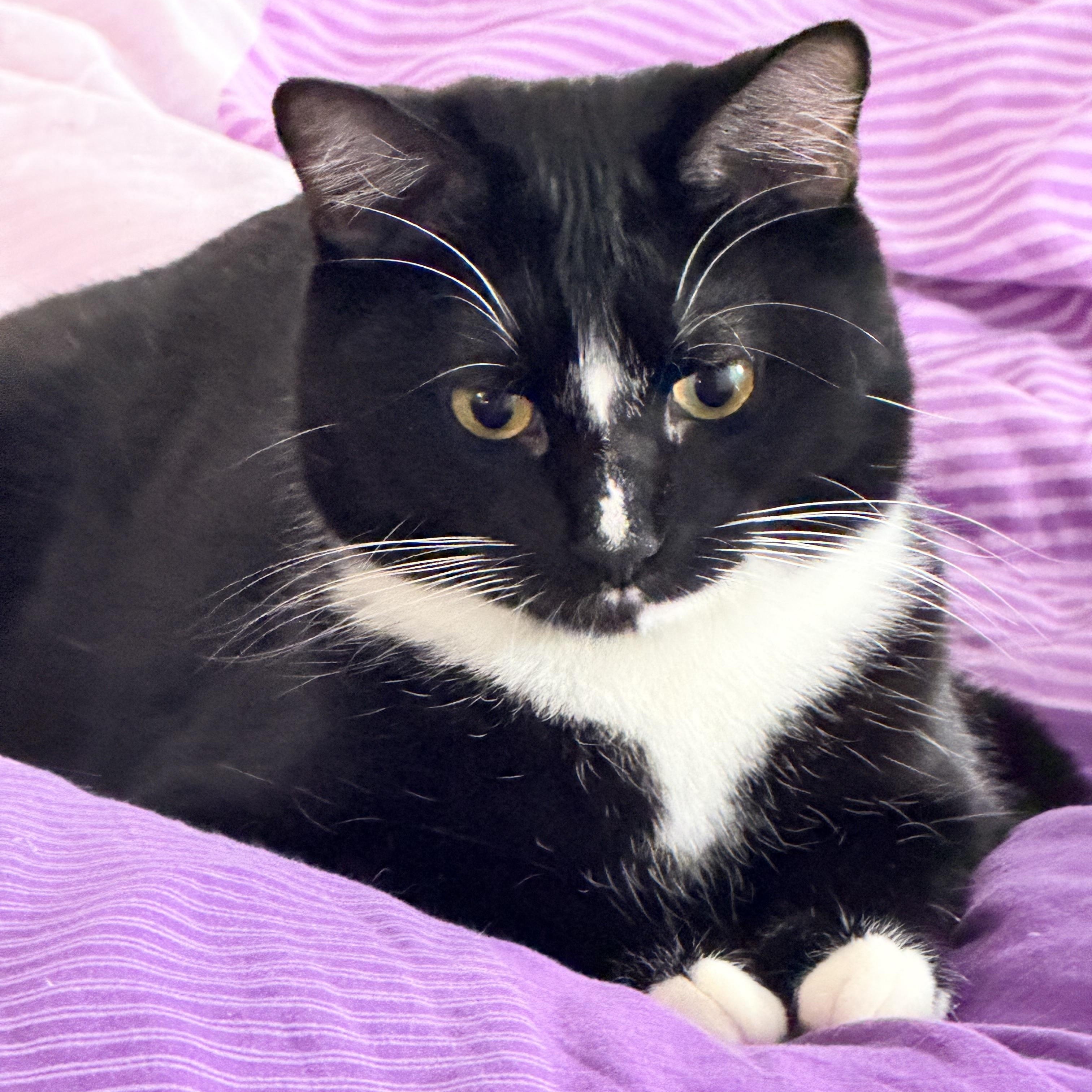 Enlarge Scorch, an adopted Domestic Short Hair in Beltsville, MD image 2/6