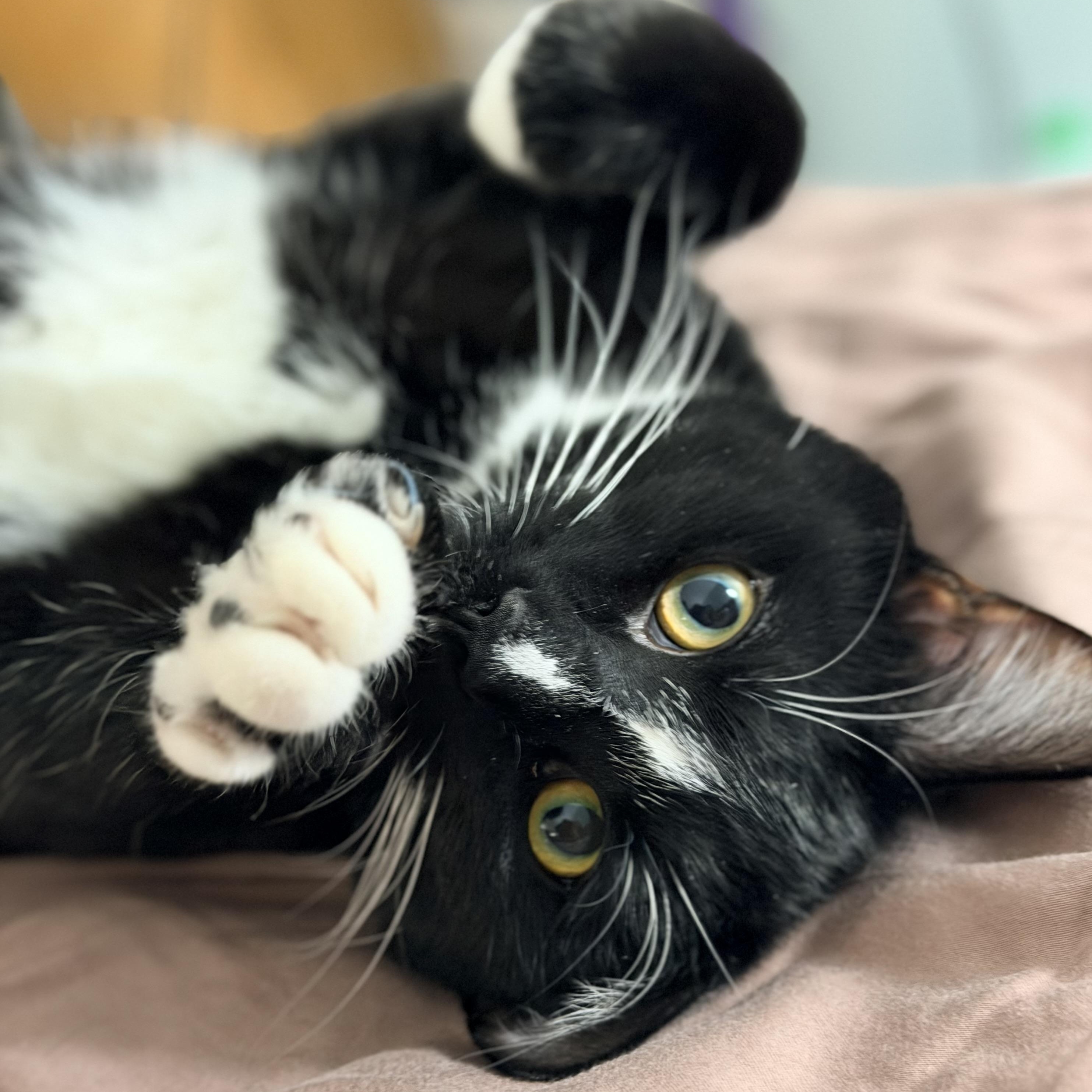 Scorch, a Adoptable Domestic Short Hair in Beltsville, MD image 3/6