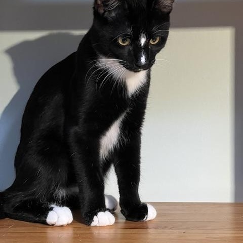 Enlarge Scorch, a Adoptable Domestic Short Hair in Beltsville, MD image 4/6