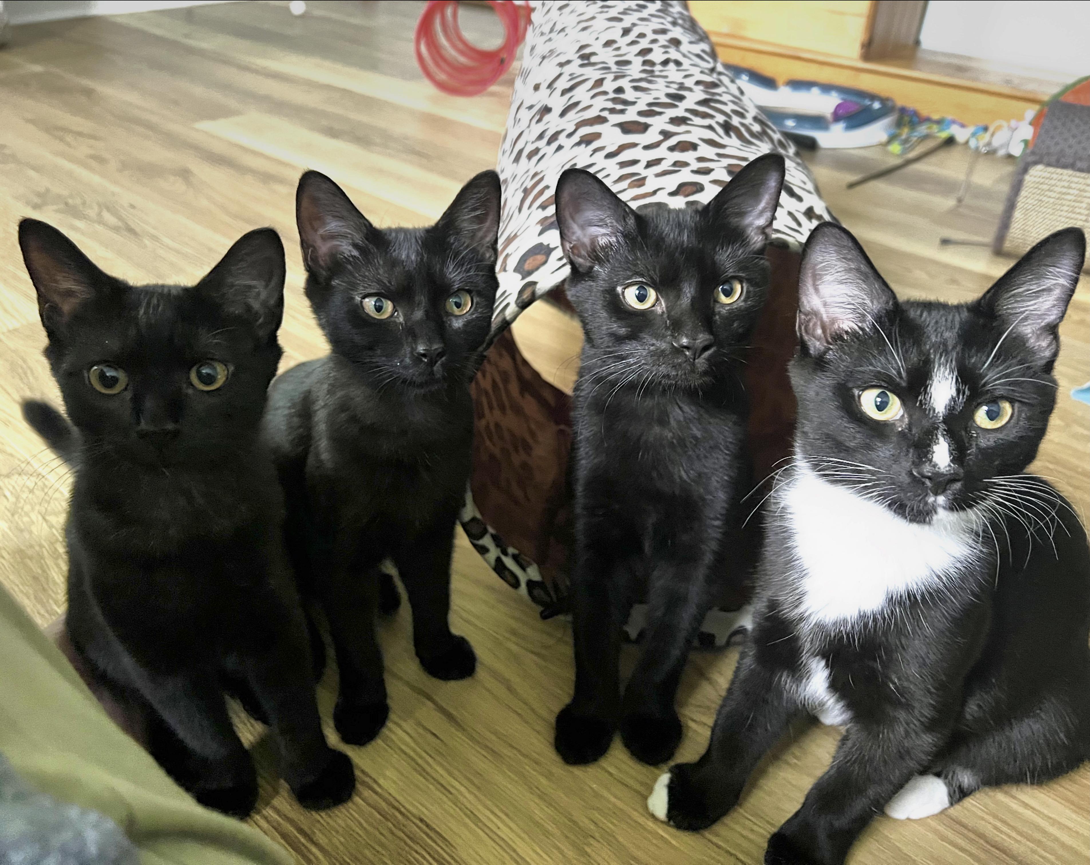 Enlarge Scorch, a Adoptable Domestic Short Hair in Beltsville, MD image 6/6