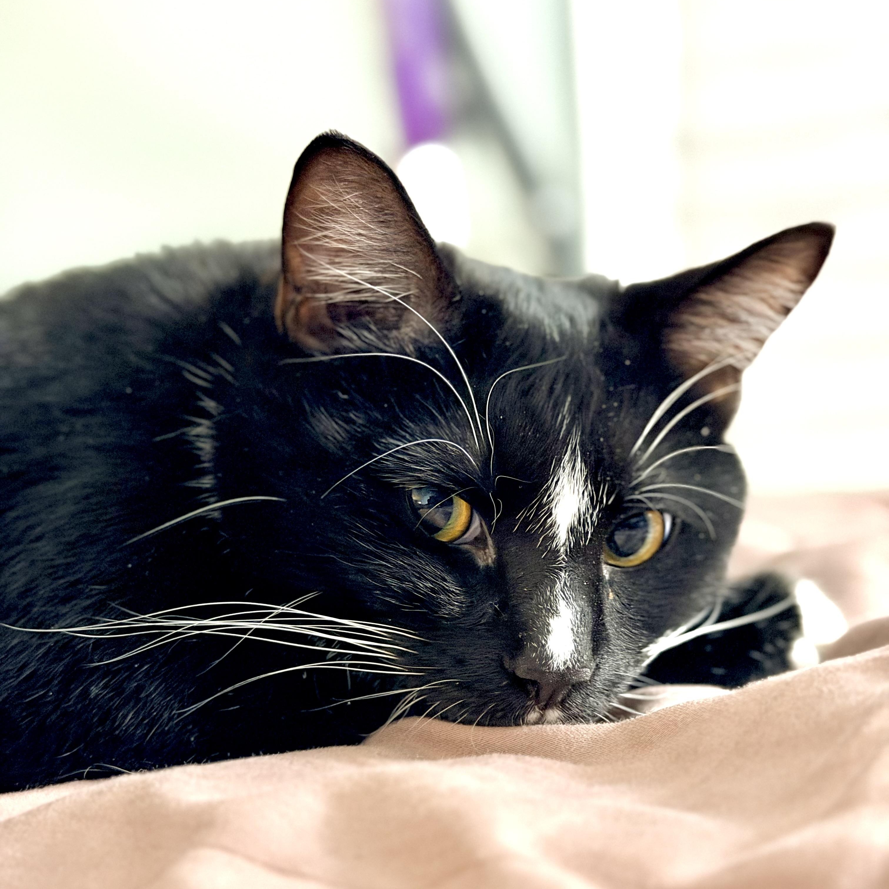 Scorch, a Adoptable Domestic Short Hair in Beltsville, MD image 1/6