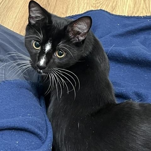 Enlarge Scorch, a Adoptable Domestic Short Hair in Beltsville, MD image 3/6