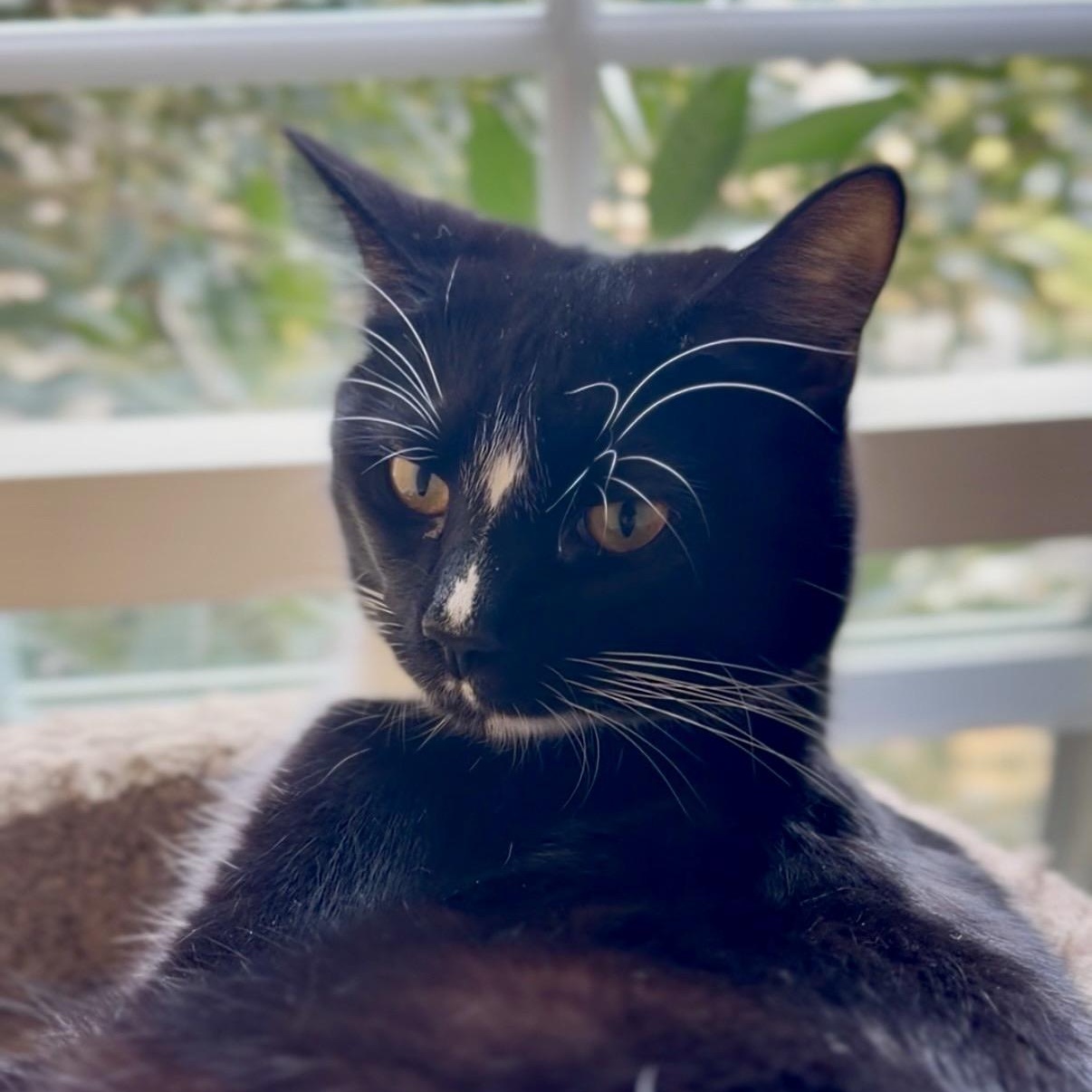 Scorch, a Adoptable Domestic Short Hair in Beltsville, MD image 2/6