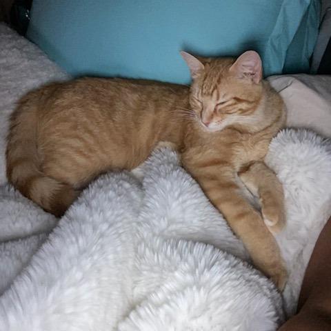 Enlarge Milo, a Adoptable Domestic Short Hair in Houston, TX image 2/4