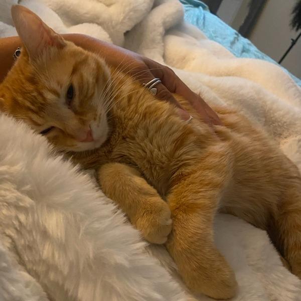 Enlarge Milo, a Adoptable Domestic Short Hair in Houston, TX image 3/4