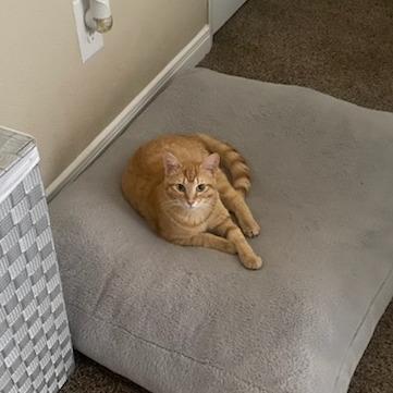 Enlarge Milo, a Adoptable Domestic Short Hair in Houston, TX image 4/4