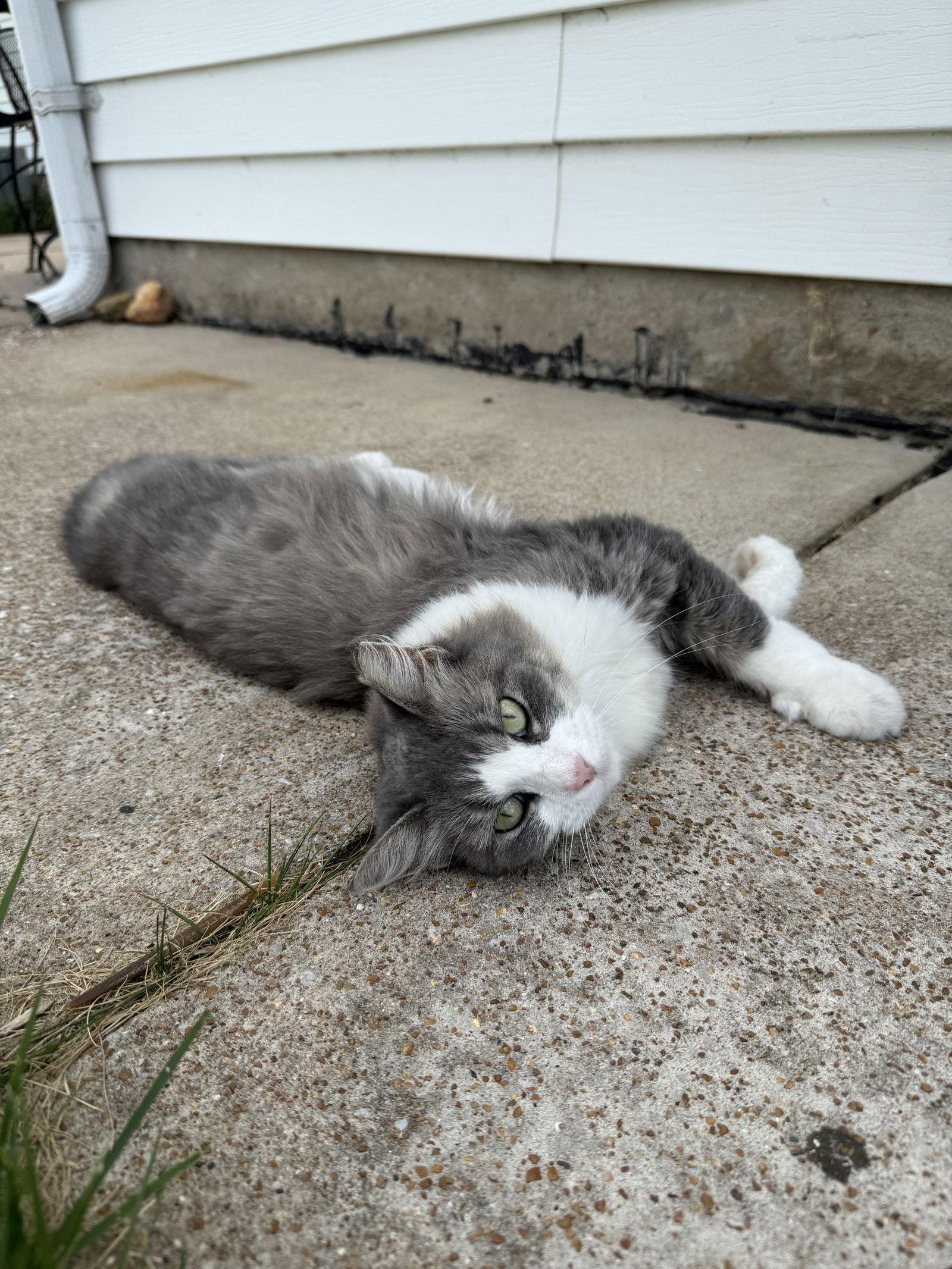Ruby, Adoptable, Adult Female Domestic Medium Hair.