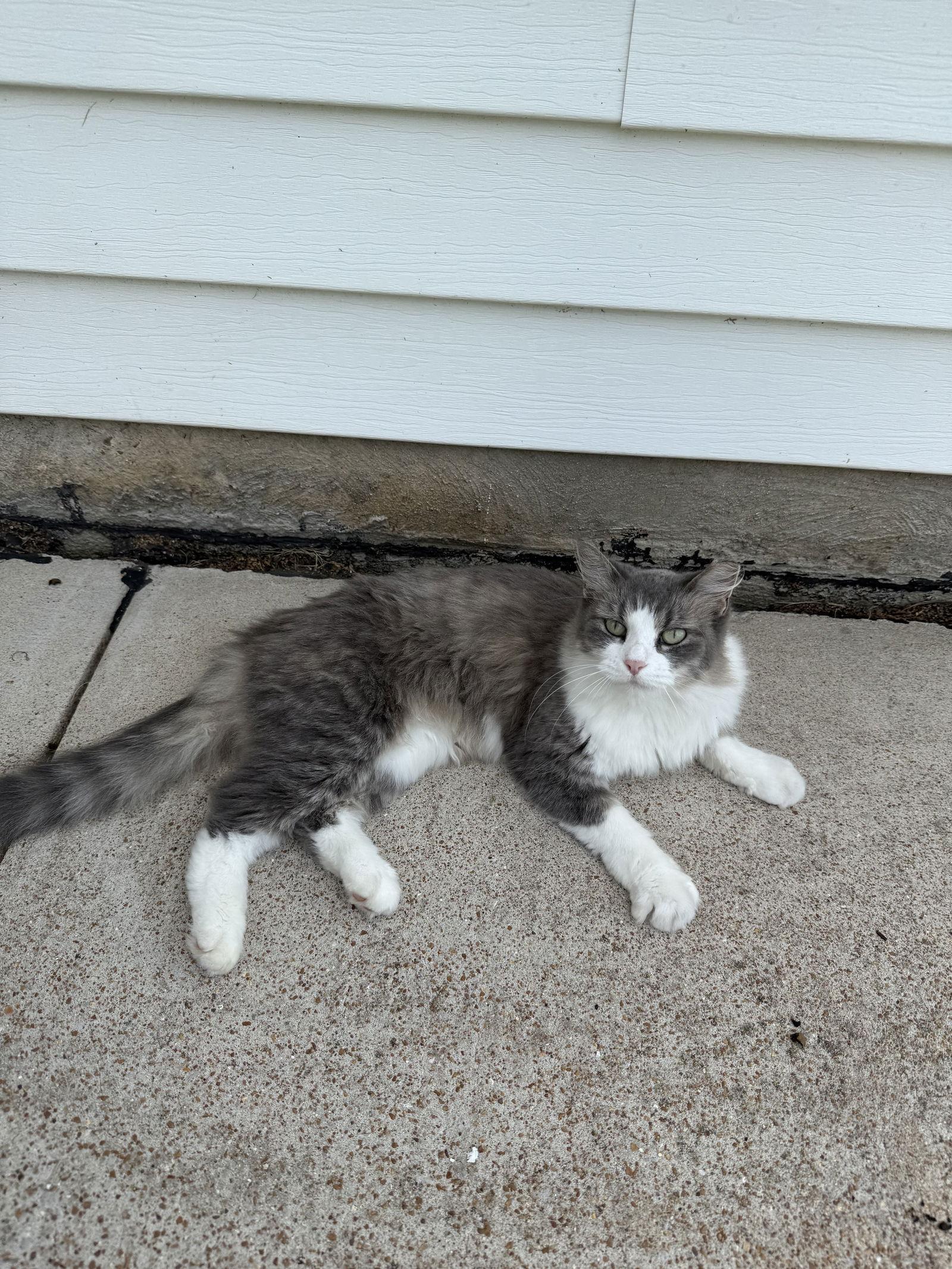 Enlarge Ruby, a Adoptable Domestic Medium Hair in Lake Saint Louis, MO image 2/2