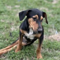 Enlarge Petey, a Adoptable mixed breed in Thornton, TX image 1/4
