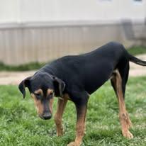 Enlarge Petey, a Adoptable mixed breed in Thornton, TX image 2/4