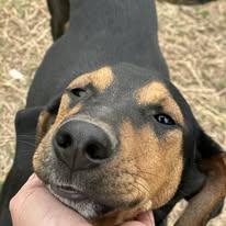 Enlarge Petey, a Adoptable mixed breed in Thornton, TX image 3/4