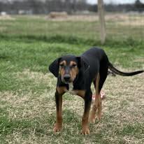 Enlarge Petey, a Adoptable mixed breed in Thornton, TX image 4/4