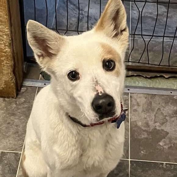 Enlarge Annabelle, a ADOPTABLE mixed breed in Westland, MI image 3/6