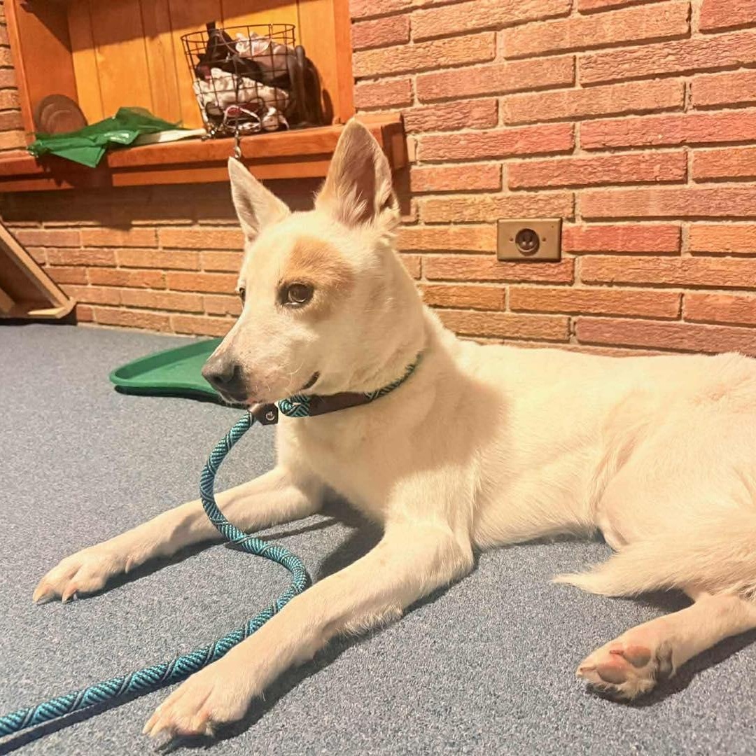 Enlarge Annabelle, a ADOPTABLE mixed breed in Westland, MI image 4/6