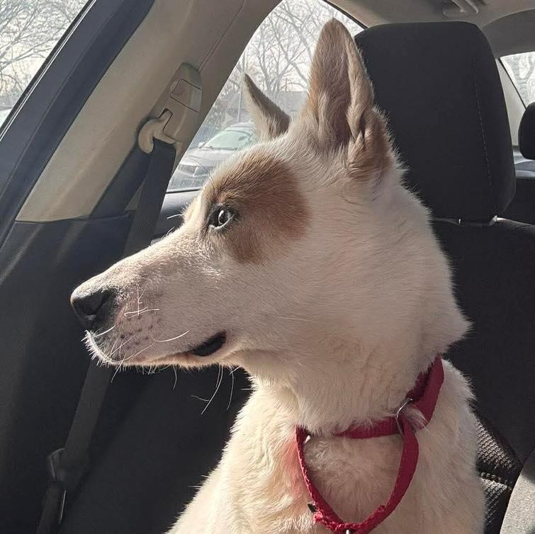 Enlarge Annabelle, a ADOPTABLE mixed breed in Westland, MI image 6/6