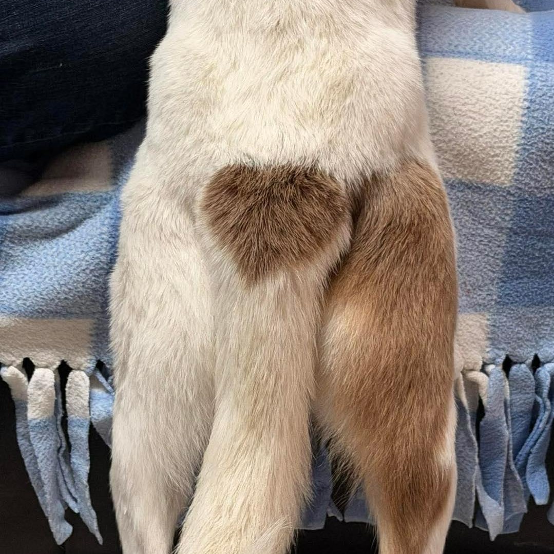 Enlarge Annabelle, a ADOPTABLE mixed breed in Westland, MI image 5/6