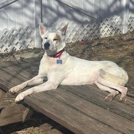 Enlarge Annabelle, a ADOPTABLE mixed breed in Westland, MI image 2/6