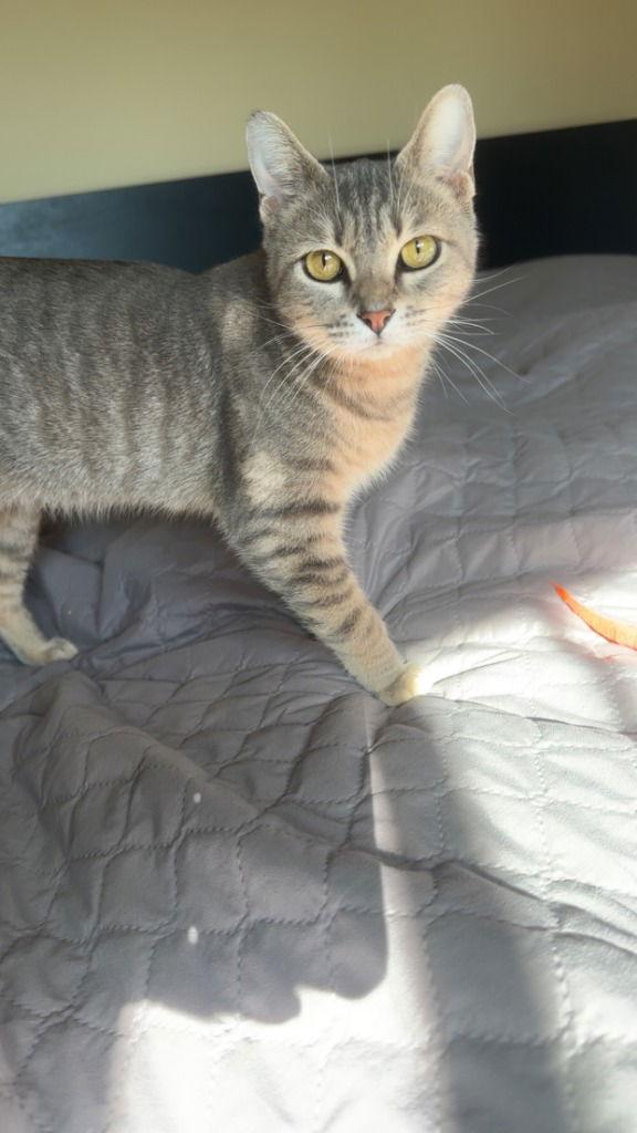 Enlarge Maple, a Adoptable Domestic Short Hair in St. Helens, OR image 1/1