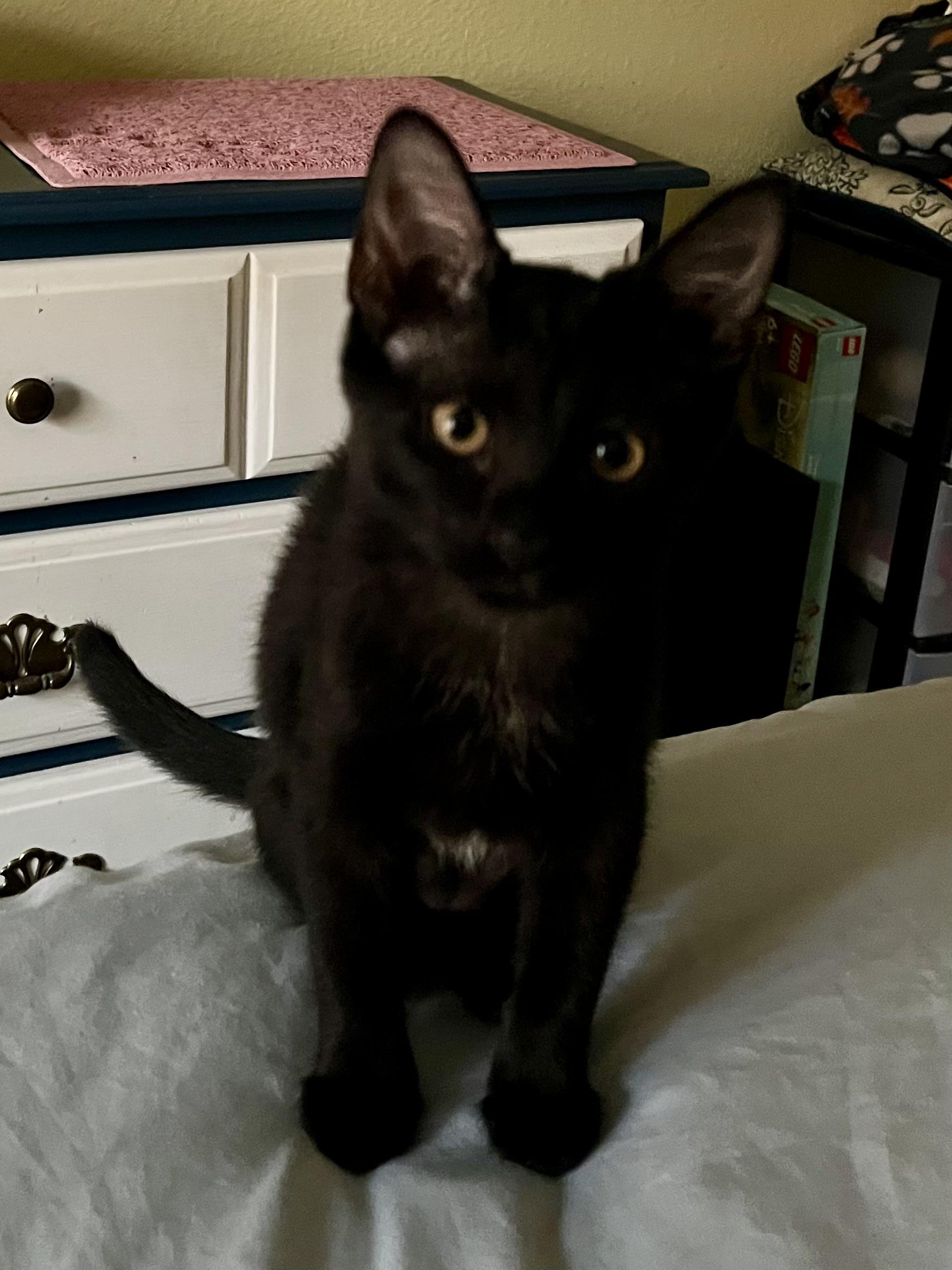 Sahara CR, an adopted Domestic Short Hair in Schertz, TX image 2/2