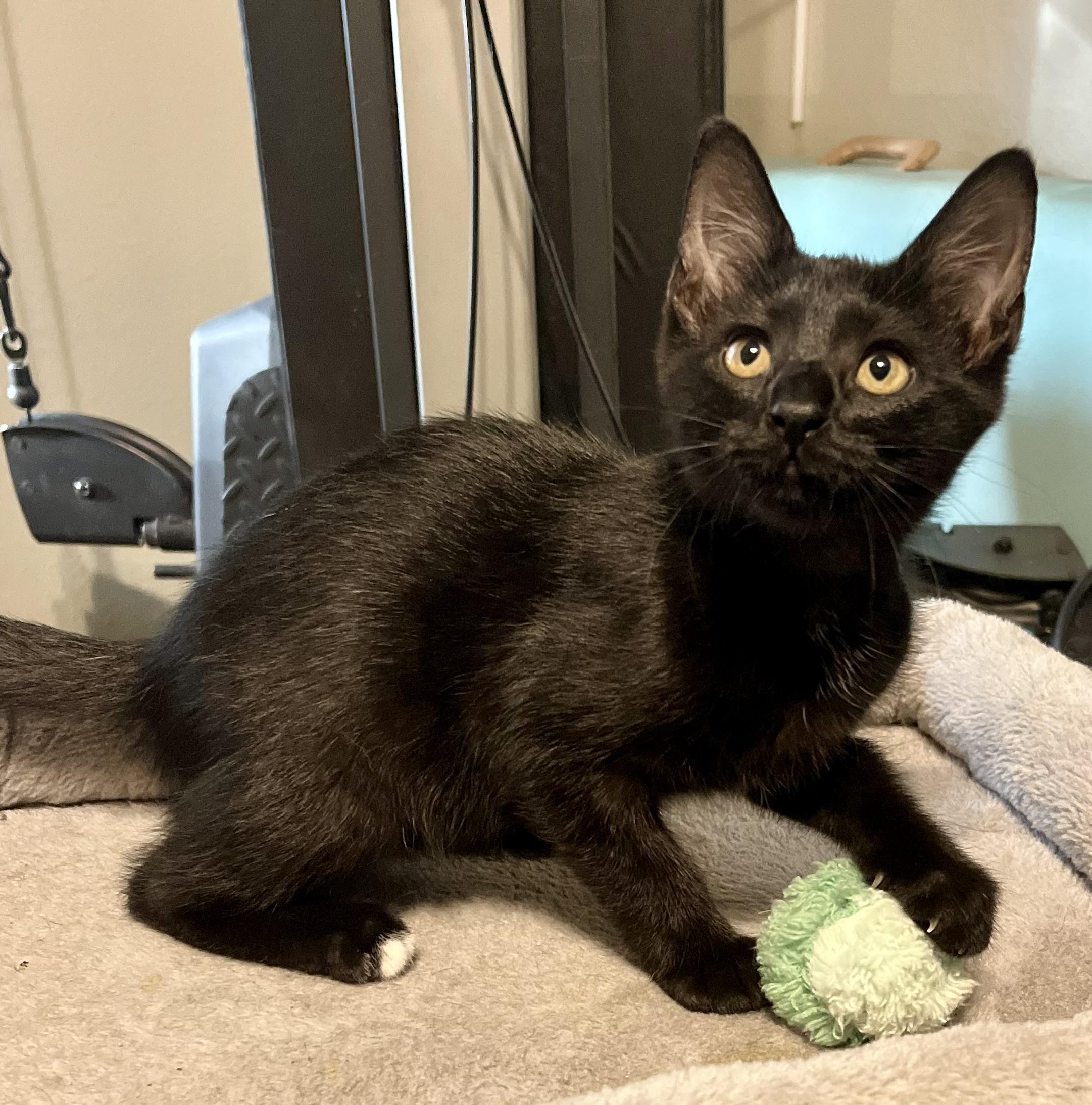 Sahara CR, adopted, Kitten Female Domestic Short Hair.