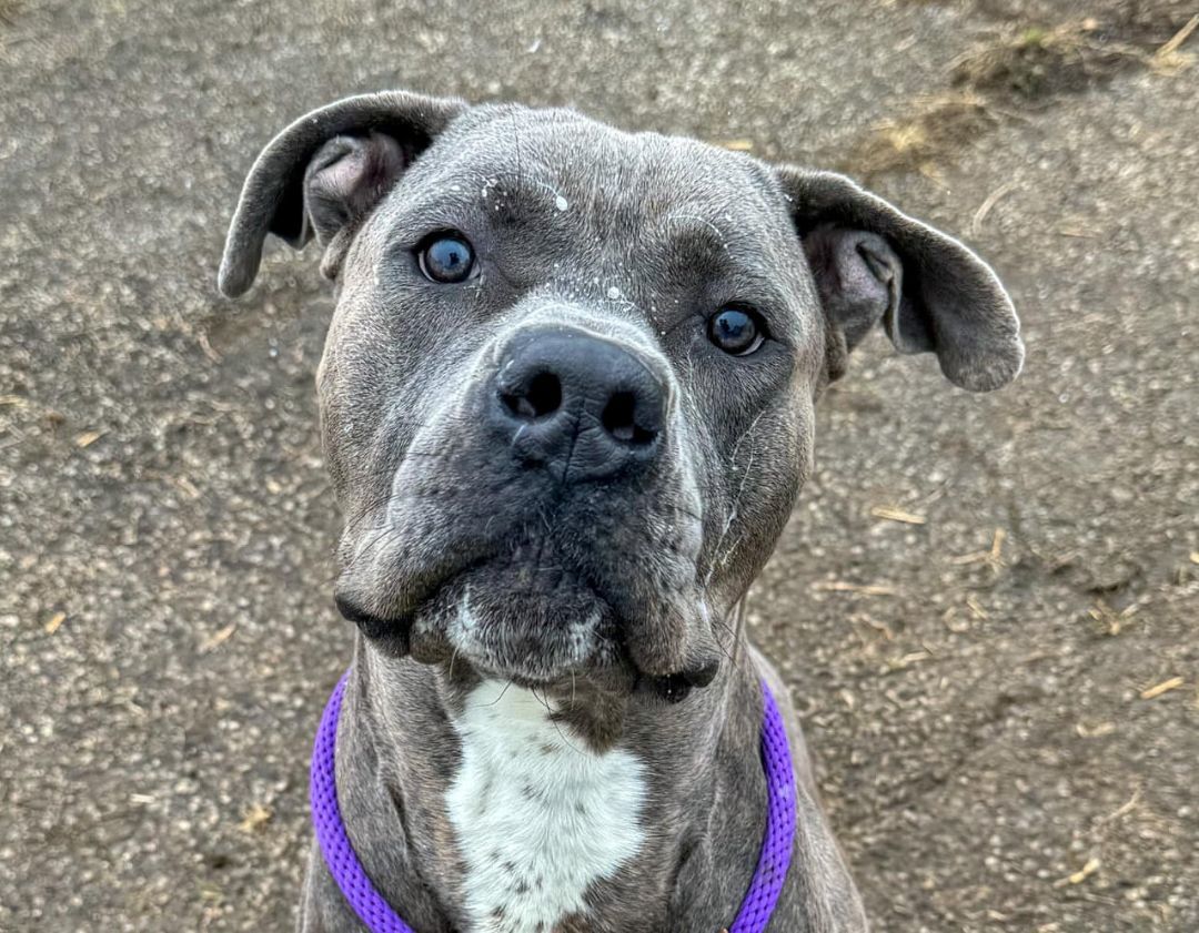 Dog for adoption Marv, a Cane Corso Mix in Euclid, OH Petfinder