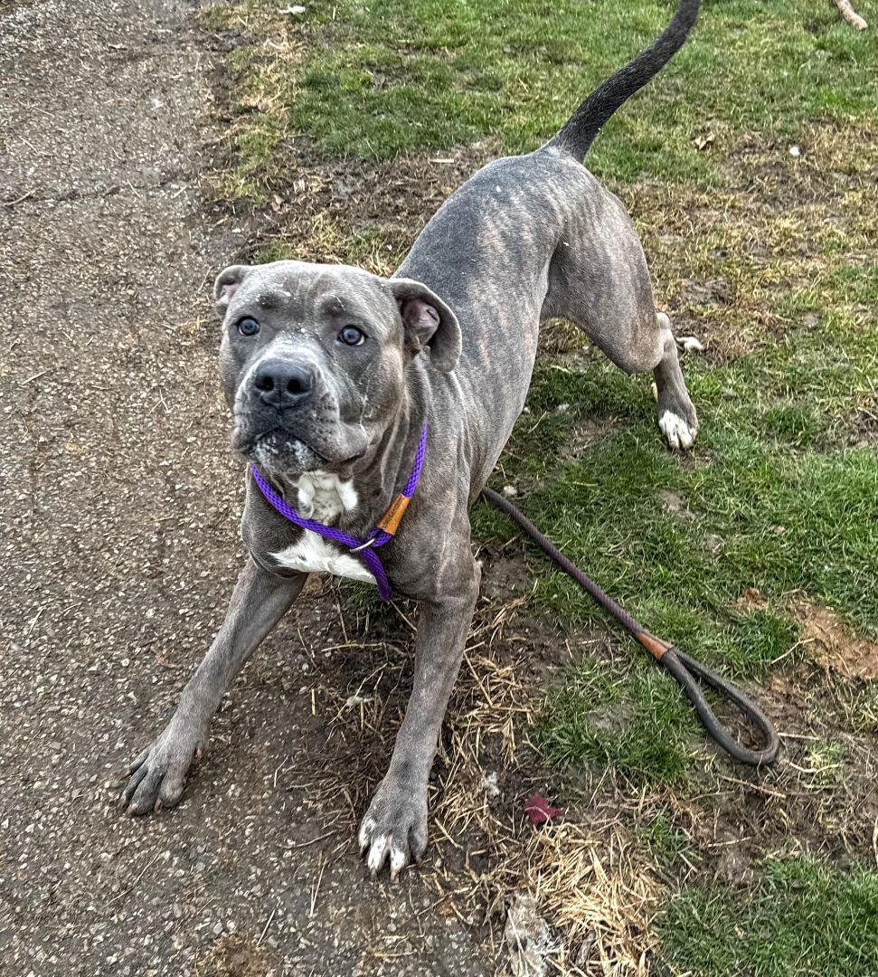 Dog for adoption Marv, a Cane Corso Mix in Euclid, OH Petfinder