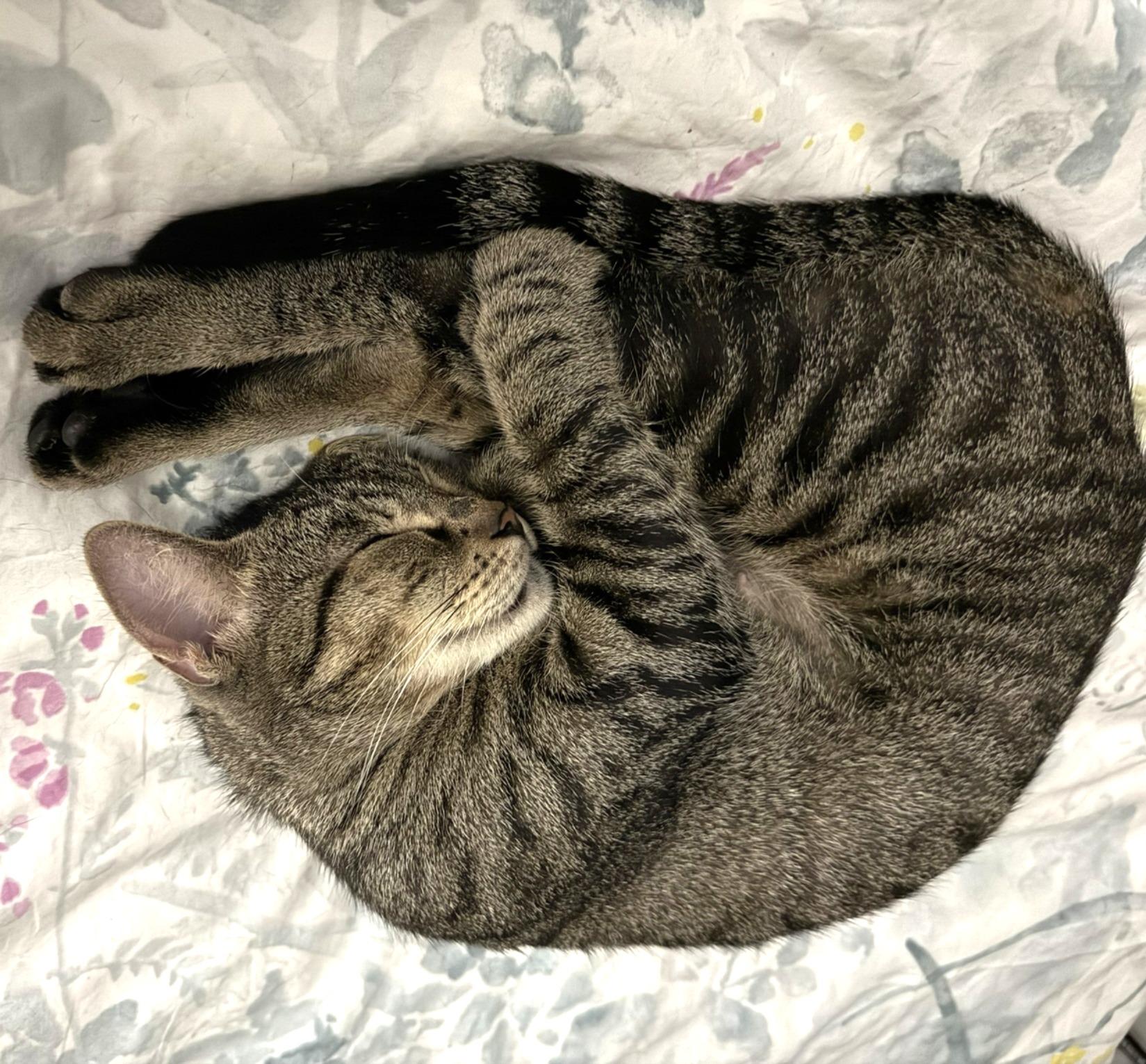 Tilly #adventurous-aristocat