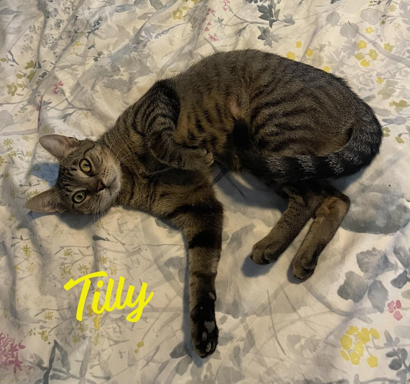 Tilly #adventurous-aristocat