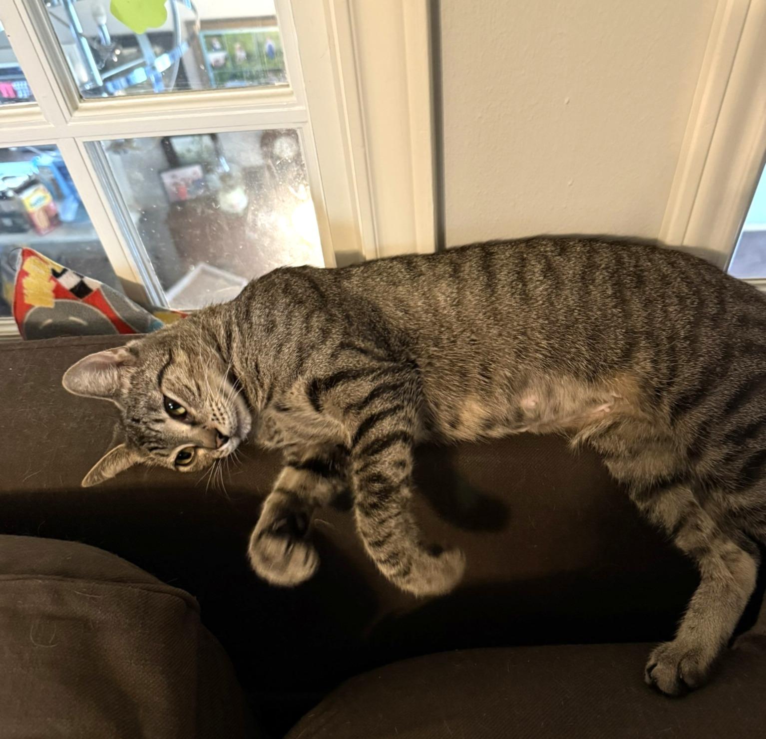 Tilly #adventurous-aristocat