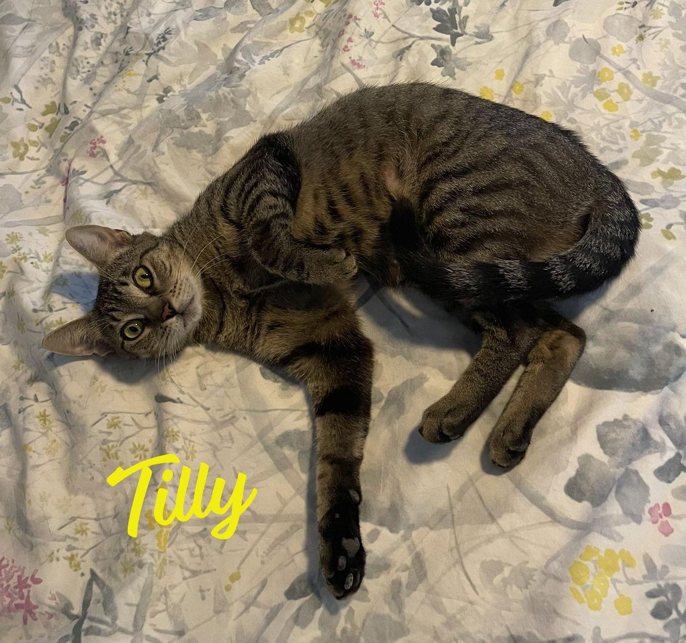 Tilly #adventurous-aristocat, Adoptable, Adult Female Tabby & Domestic Short Hair.