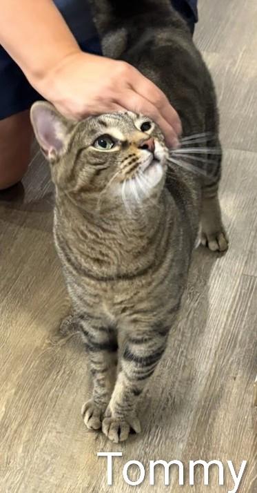 Enlarge Tommy, a Adoptable Domestic Short Hair in St Catharines, ON image 1/2