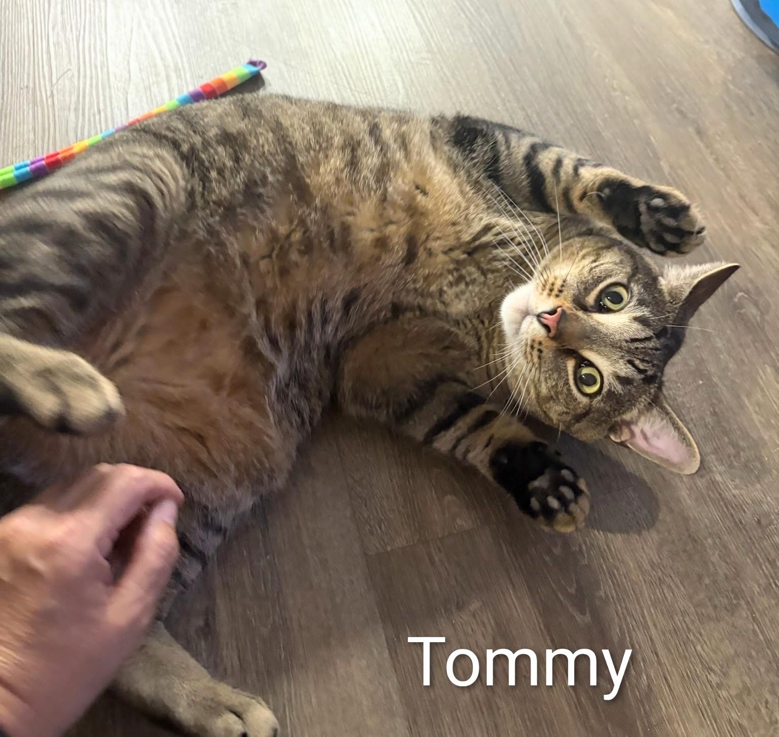 Enlarge Tommy, a Adoptable Domestic Short Hair in St Catharines, ON image 2/2