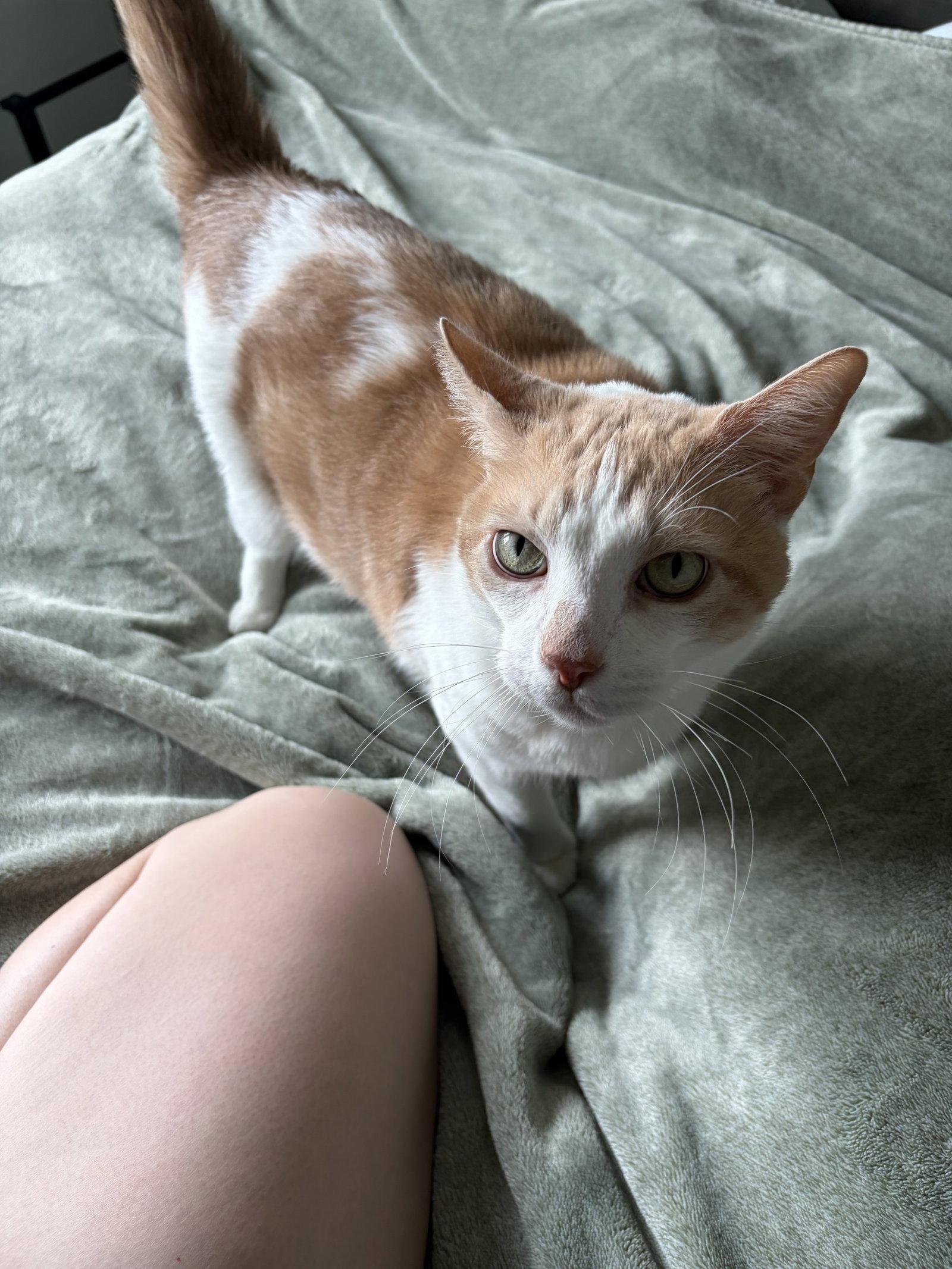 Enlarge Aristo, a Adoptable Domestic Short Hair in The Woodlands, TX image 1/3