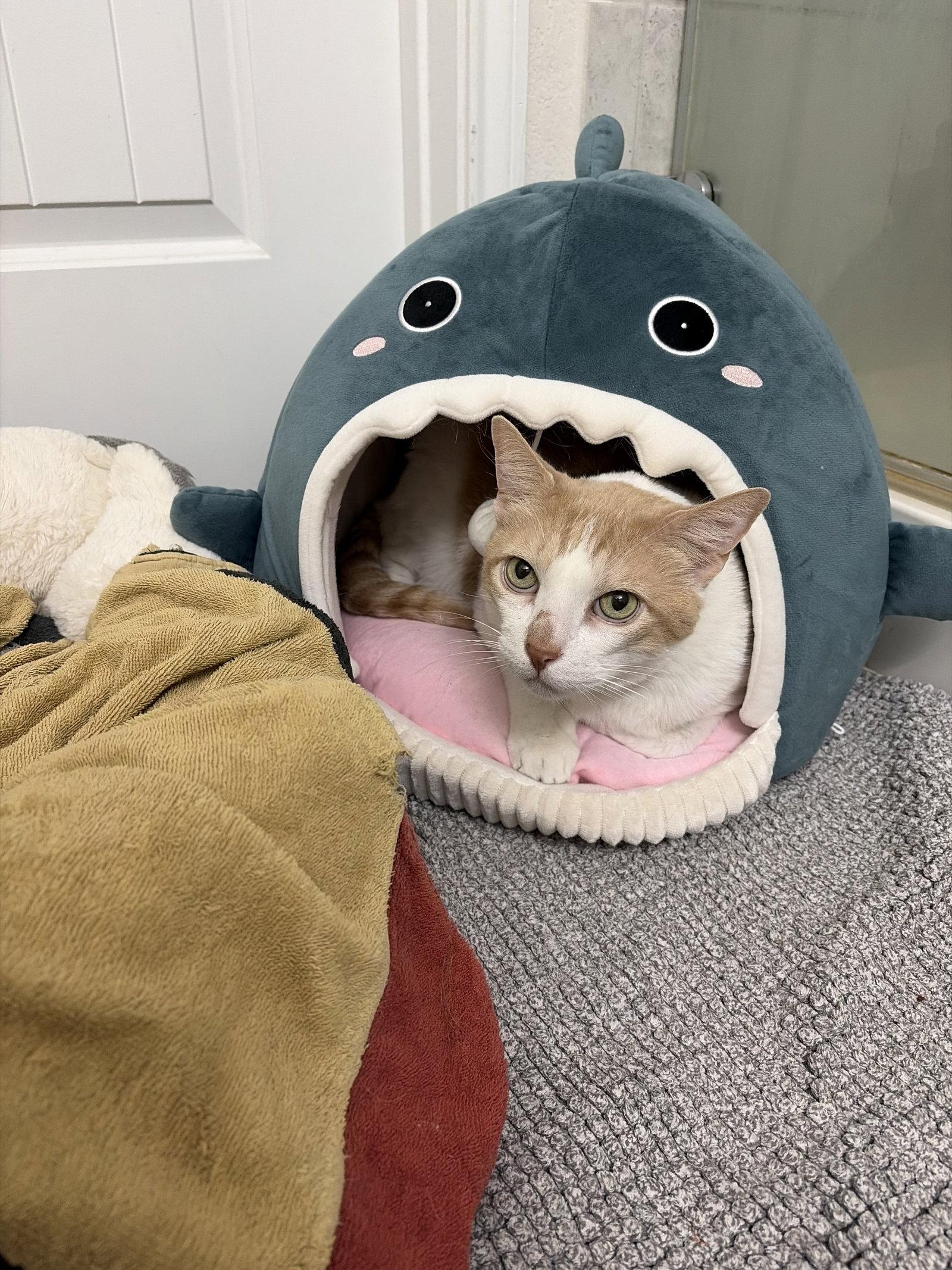 Enlarge Aristo, a Adoptable Domestic Short Hair in The Woodlands, TX image 2/3