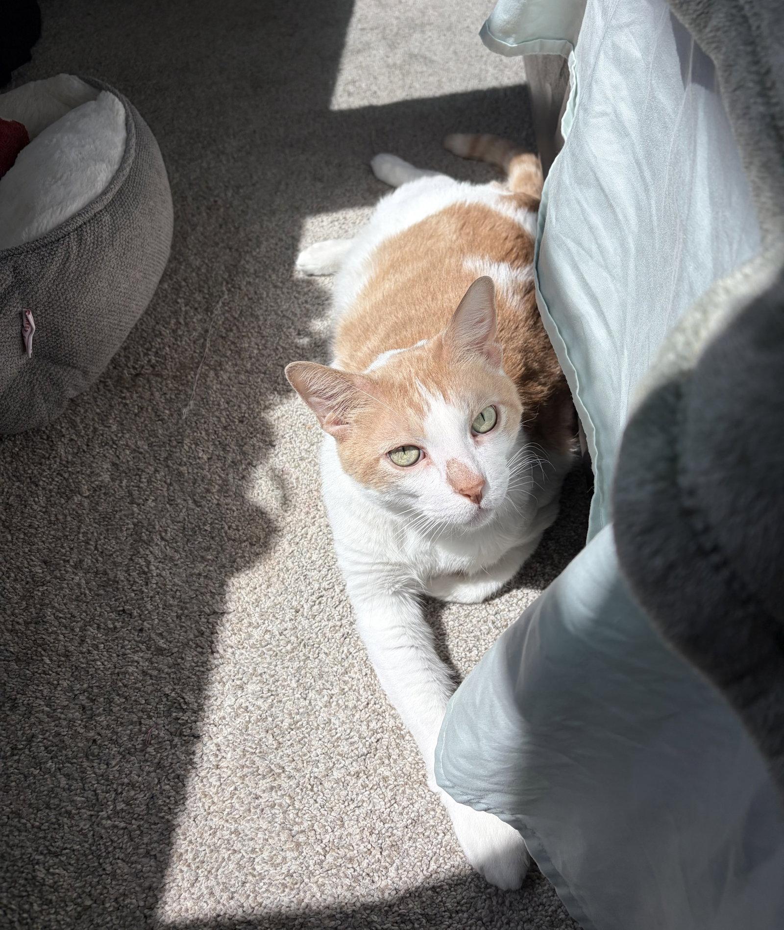 Enlarge Aristo, a Adoptable Domestic Short Hair in The Woodlands, TX image 3/3