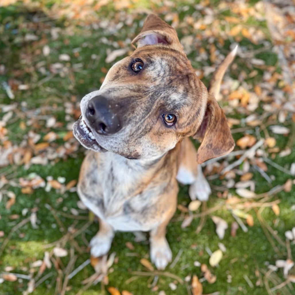 Kangaroo, Adoptable, Adult Male Mixed Breed.