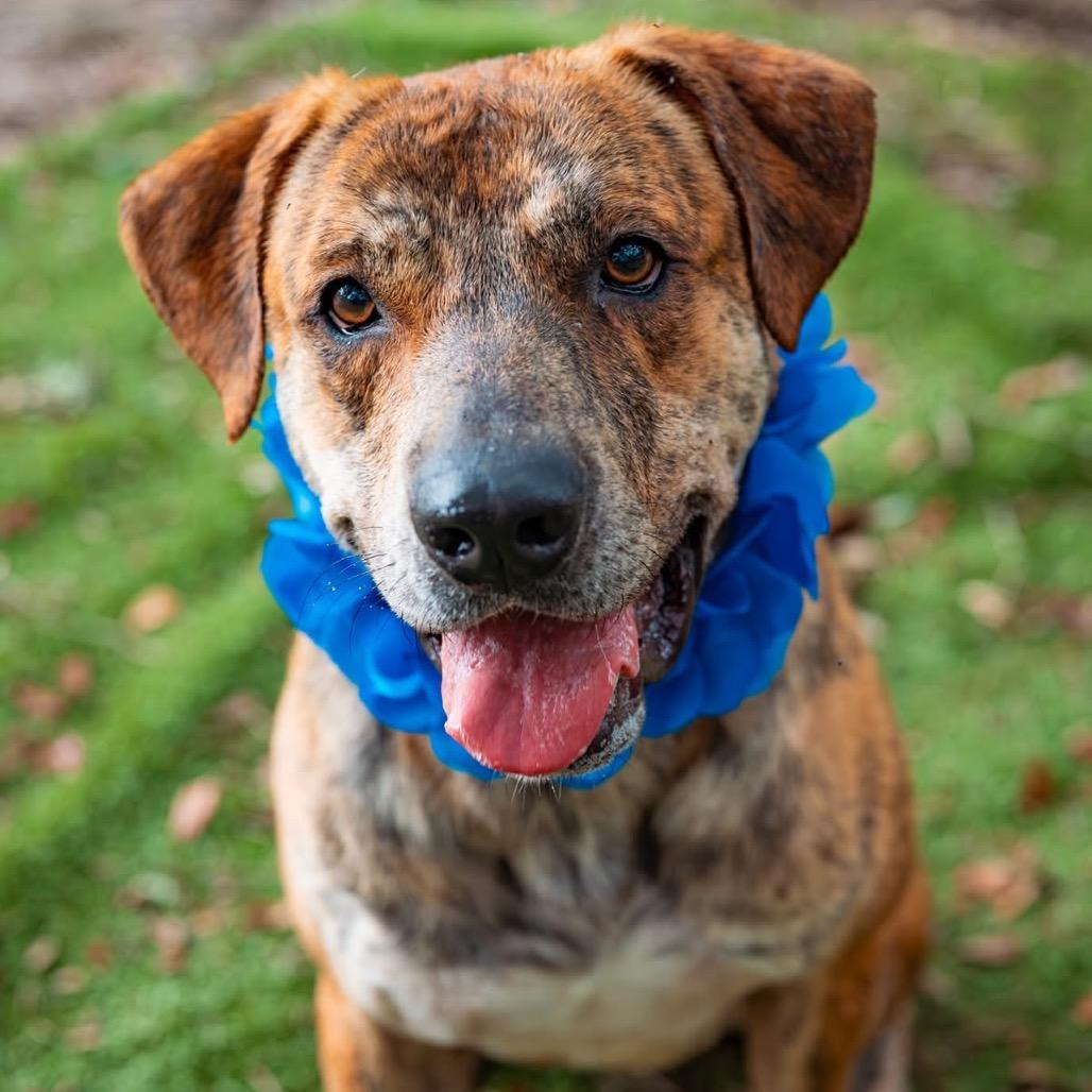 Kangaroo, a Adoptable Mixed Breed in Milton, FL image 2/6