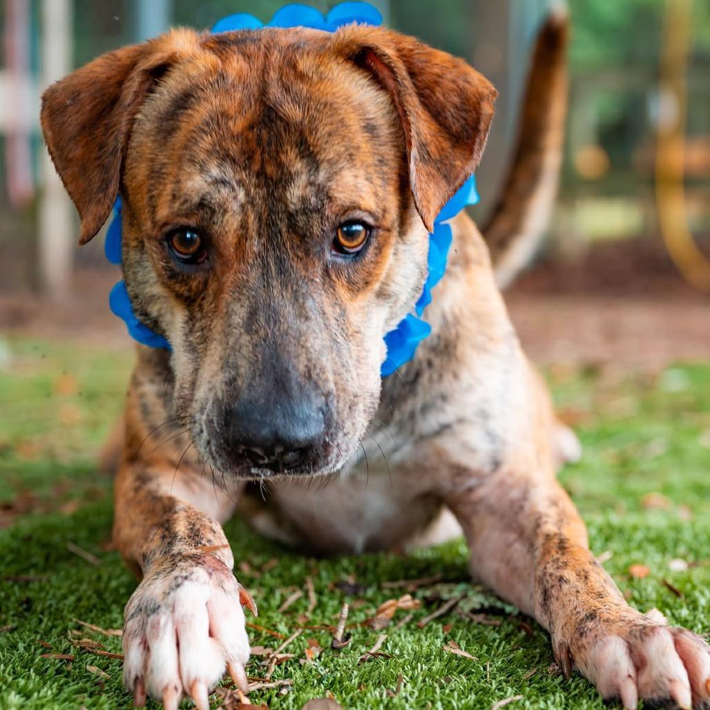 Kangaroo, a Adoptable Mixed Breed in Milton, FL image 3/6