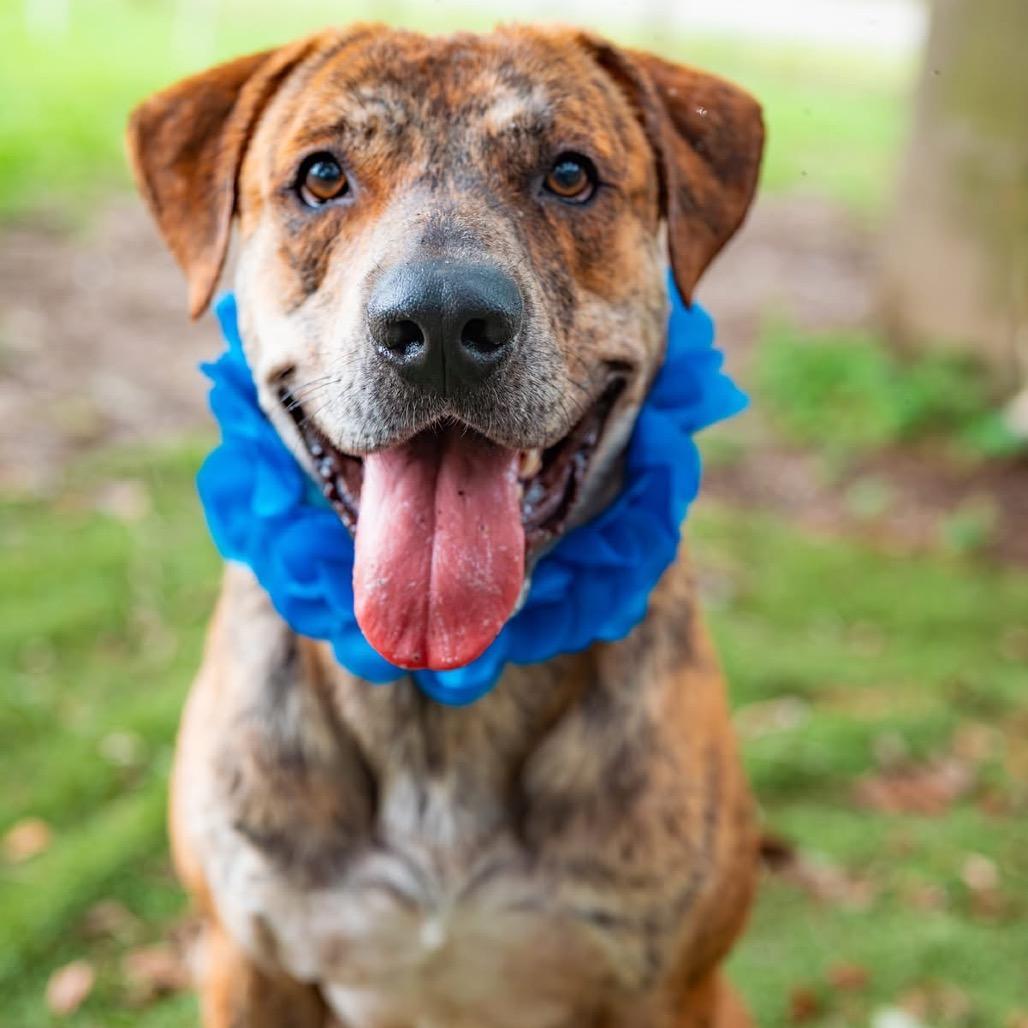 Kangaroo, a Adoptable Mixed Breed in Milton, FL image 4/6