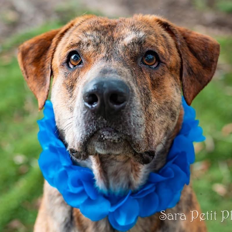 Kangaroo, a Adoptable Mixed Breed in Milton, FL image 5/6