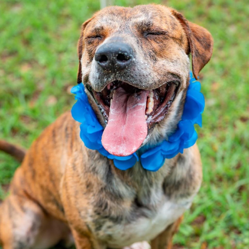 Kangaroo, a Adoptable Mixed Breed in Milton, FL image 6/6
