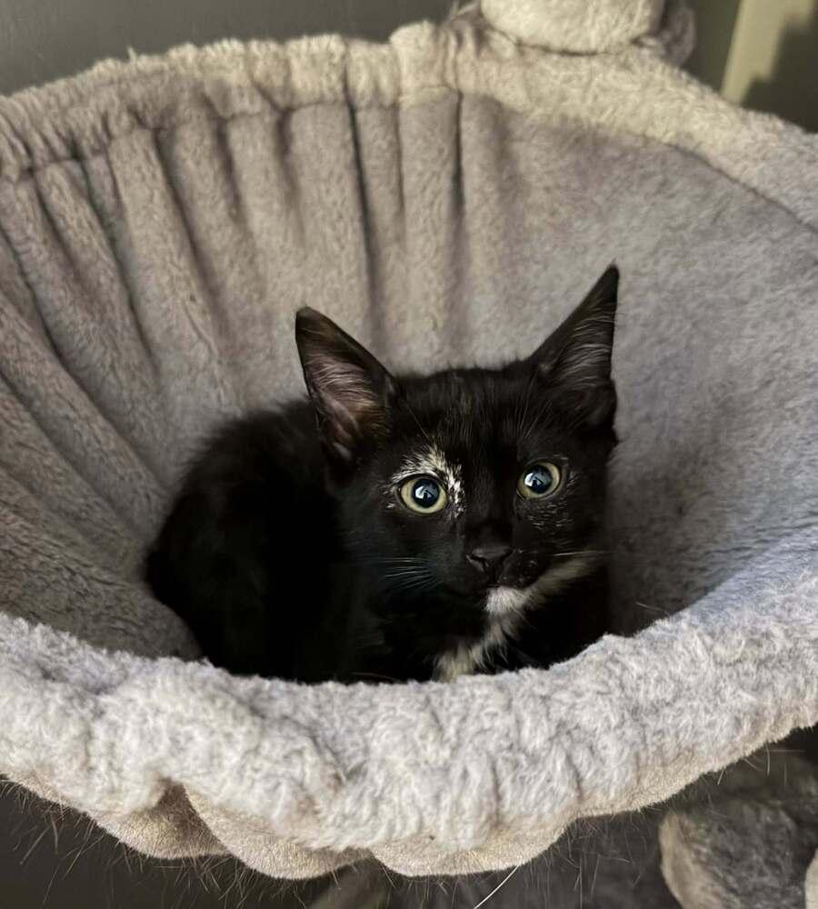 Kitten: Vesper *BONDED PAIR with Vegas*, Adoptable, Kitten Female Domestic Short Hair.