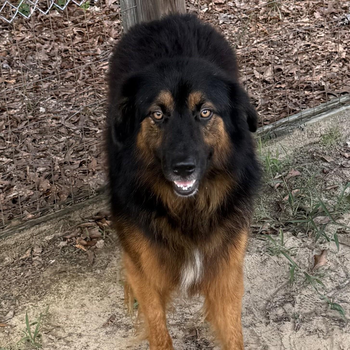 Enlarge Rambo, a Adoptable mixed breed in Columbia, SC image 5/6