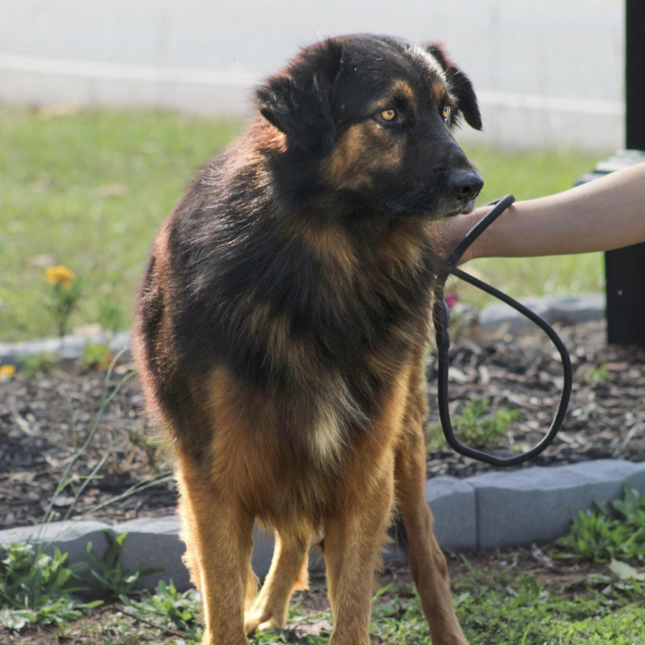 Enlarge Rambo, a Adoptable mixed breed in Columbia, SC image 3/6