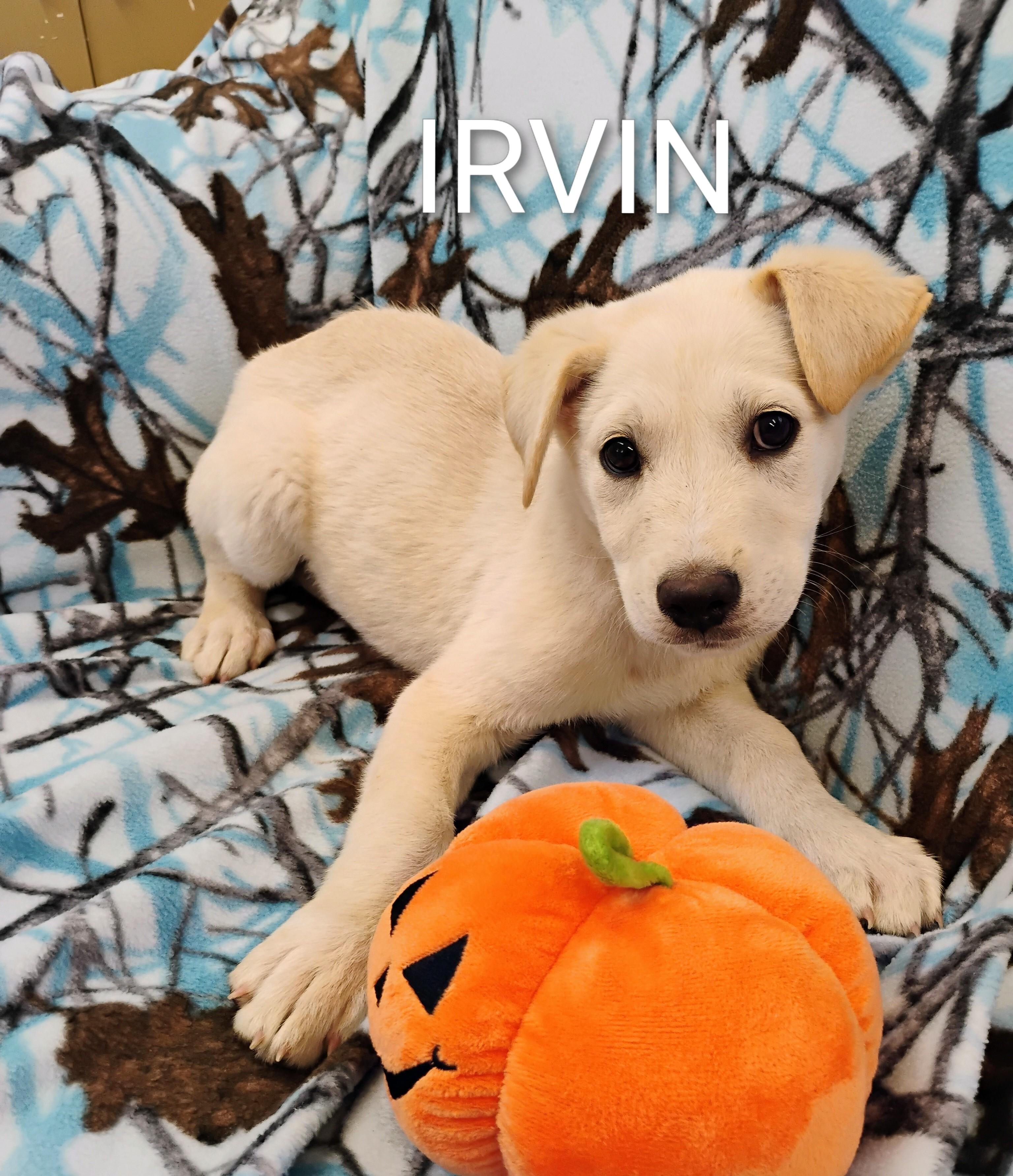 Enlarge IRVIN, a ADOPTABLE mixed breed in Saint Jo, TX image 1/1