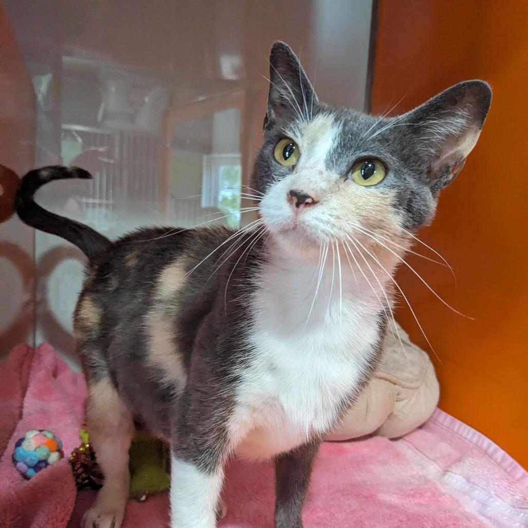 Amy Rose, Adult Female Domestic Short Hair
